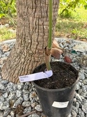 GRAFTED (SUPER RARE) THAI PURPLE NAM DOC MAI/SI MEUANG 12″ OR MORE TALL