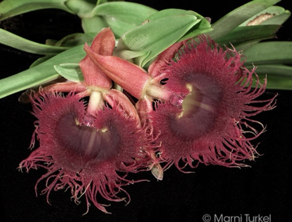 Epidendrum medusae Rare Orchid Species From Ecuador