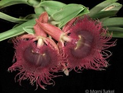 Epidendrum medusae Rare Orchid Species From Ecuador