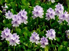 Florida Water Hyacinth Tropical Aquatic Floating Pond Plant