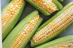 G90 Delicious Hybrid Sweet Corn Seed Bicolor Treated 350 Seeds, 4oz. 95% Germ.