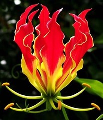 50 Lily Flower Seeds Much Less Money Than Bulbs