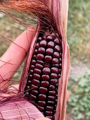 Double Red Sweet Corn Seeds | Purple Husk Stalk Indian Ornamental Dent Seed 2024