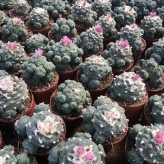 Succulent Cactus Plant Home Garden Decoration Beautiful Cactus Plants 6-8cm