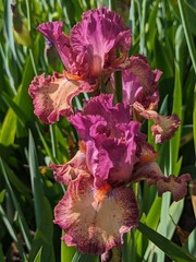 ‘Innocent Star’ TB Bearded Iris Rhizome PRE-SALE to Ship Aug/Sept