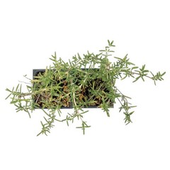 Huntington Carpet Rosemary in 3.5″ Nursery Cubes, Rosmarinus officinalis Plant