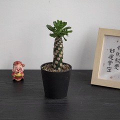 8CM Succulent Cactus Plant Euphorbia Royleana Spineless Euphorbiaceae Beautiful