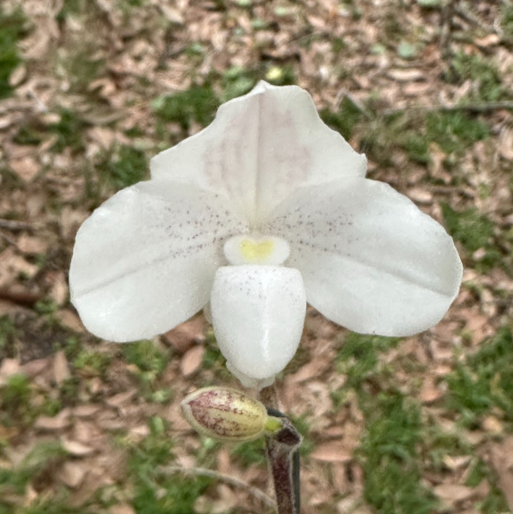 CLASSIC THAILAND WHITE BRACHII PAPH ORCHID SPECIES niveum IN BLOOM!