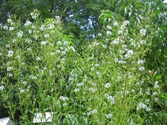 100 Wild/Opium Lettuce Seeds(LactucaVirosa)Medicinal Edible Plant.US grown seeds