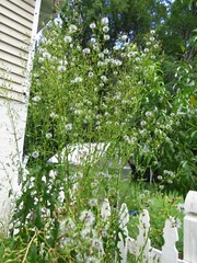 100 Wild/Opium Lettuce Seeds(LactucaVirosa)Medicinal Edible Plant.US grown seeds