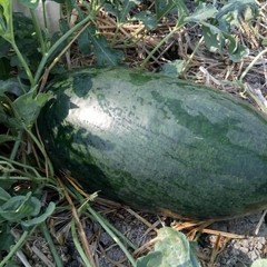 20+ Watermelon Seedss (Citrullus lanatus) Bundling 4 Cultivar Garden Package