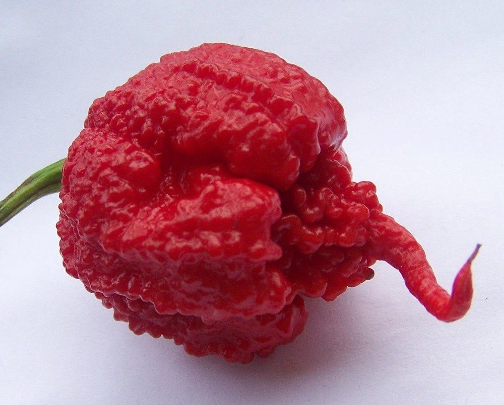 20 SEEDS OF CAROLINA REAPER EXTREMELY SPICY PEPPER 100% GUARANTEED