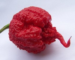 20 SEEDS OF CAROLINA REAPER EXTREMELY SPICY PEPPER 100% GUARANTEED