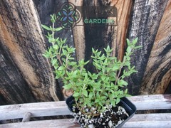 Common Garden Thyme Plant (Thymus vulgaris) Culinary Herb – Multiple Sizes