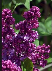 Congo Lilac~Syringa Vulgaris~Small Well Rooted STARTER Plant~4-8” Tall