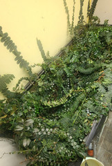 Marcgravia 10 Cuttings ~ Terrarium ~ Vivarium/ Dart Frog ~ 5+ inches long