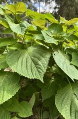 300 Korean Perilla Seeds Shiso 2025 Fresh Seeds 紫苏种子
