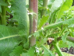 10g WILD LETTUCE Lactuca Virosa BULK seeds medicinal herb seed pack by WSS