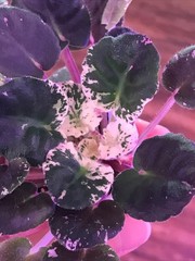 African Violet Watermelon Snow (Standard)