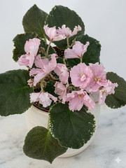 African Violet Plant Carolina Elegant Affair Starter Plant Standard