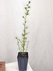 Japanese Larch 1 Year old Potted Tree. Pre Bonsai or Landscape. Larix Kaempferi.