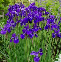 JAPANESE IRIS Caesars Brother- 3 Rhizomes