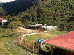 Coffee Beans : Guatemalan Antigua Peaberry Medium Roasted 2 Bags 1 Pound Each.