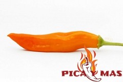 30 AJI LEMON CHILLI PERU CEVICHE CHILLI SEEDS SEEDS 100% GUARANTEED
