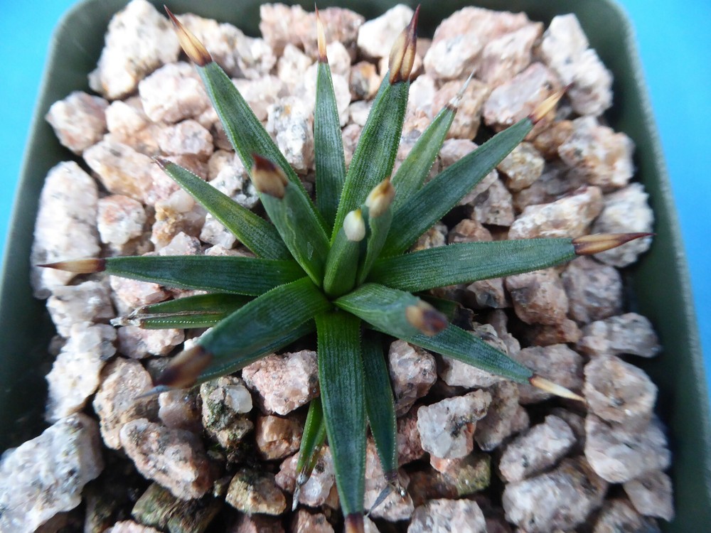 Agave albopilosa Seedling Plants VERY RARE Agave! 4+ Years Old! 2″-3″ Wide