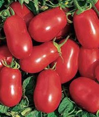 Roma Italian Tomato Seeds, Heirloom, NON-GMO, Variety Sizes, FREE SHIPPING