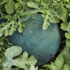Sugar Baby Watermelon Seeds, NON-GMO, Icebox Watermelon, Compact, FREE SHIPPING
