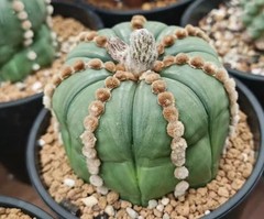 8cm Rare Plant Cacti Astrophytum Asterias ‘Ooibo’ WYSIWYG Own Root Garden Sale