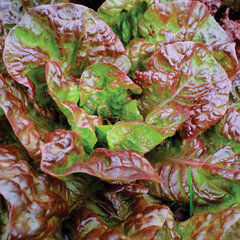 500+ LETTUCE SEEDS — PRIZEHEAD —- LEAF — NON GMO — ORGANIC