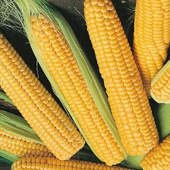 Scarborough Seeds Corn Early Sunglow 25 Seeds, Only 62 days!
