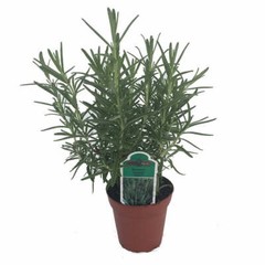 Rosemary Live Plant Arp – 4″ Size Pot