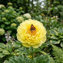50 Yellow Peony Seeds for Planting – Premium Heirloom Yellow Peony Seeds