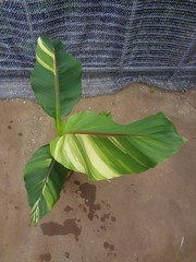 Musa basjoo variegated [Must read description] B