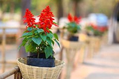 400 SCARLET SAGE (Lady-In-Red / Red Texas Sage) Salvia Coccinea Flower Seeds