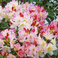 Percy Wiseman Rhododendron~Well Rooted Starter Plant