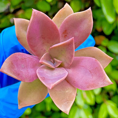 Rare Succulent Pink Graptoveria Dusty Easy Care Rooted Live Plant 3-Inch