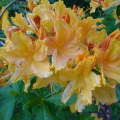 GOLDEN LIGHTS~~Azalea Rhododendron~Well Rooted Starter Plant~MAY BE DORMANT!