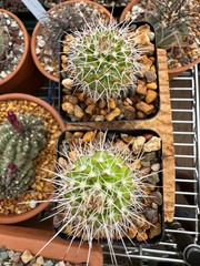 Mammillaria nejapensis, live cactus plant 4 years old own roots