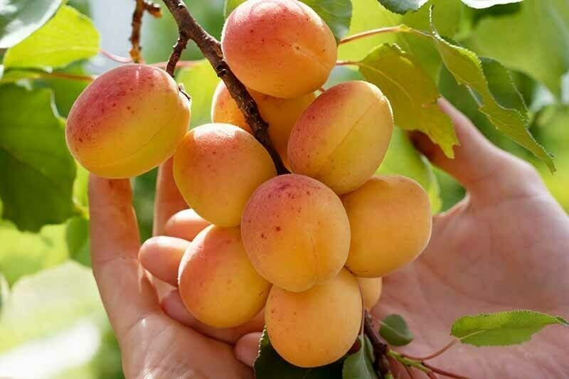 1 DORMANT Tibetan Apricot, edible tree/shrub .Zones 5-8. Self Pollinizing