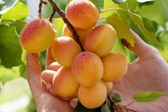 1 DORMANT Tibetan Apricot, edible tree/shrub .Zones 5-8. Self Pollinizing
