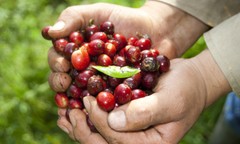 100% Hawaiian / Kona Coffee Beans Medium Roasted 4 Pounds In 1 Pound Bags