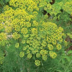Mammoth Dill Seeds | 500 Seeds | Heirloom – Non-GMO | Free Shipping | 1145