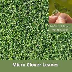 Micro Clover Seed, Organic Coated, Eco-Friendly, Low Growing, Low Maintenance