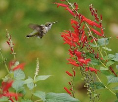 400 SCARLET SAGE SEEDS (Salvia coccinea)- medicinal culinary, hummingbirds love