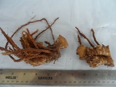 2 Shampoo Ginger Rhizomes, Zingiber Zerumbet, Pine Cone, Free Ship w/ Free Offer