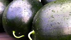 Citrullus lanatus ‘Sugar Baby’ SEEDS – WATERMELON SEEDS